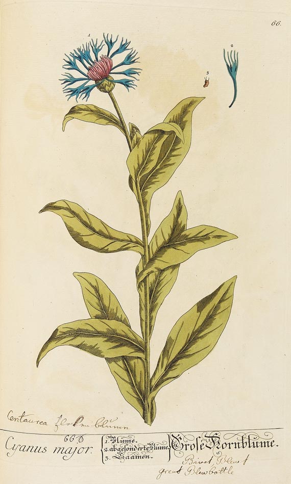 Elisabeth Blackwell - Herbarium Blackwellianum. 6 Bde. 1750