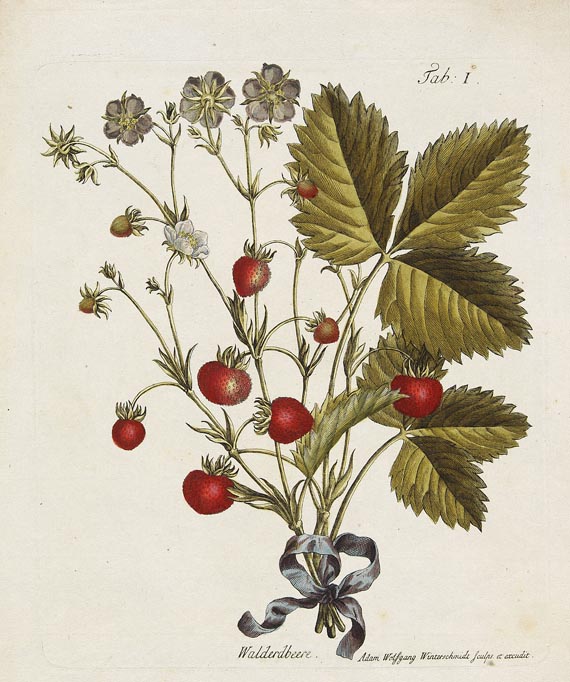 Henry Louis Duhamel du Monceau - Naturgeschichte der Erdbeerpflanzen. 1775