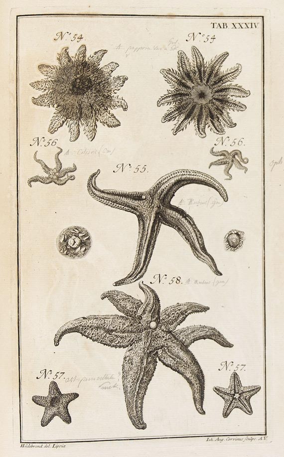 Johannes Heinrich Linck - Stellis marinis. 1733