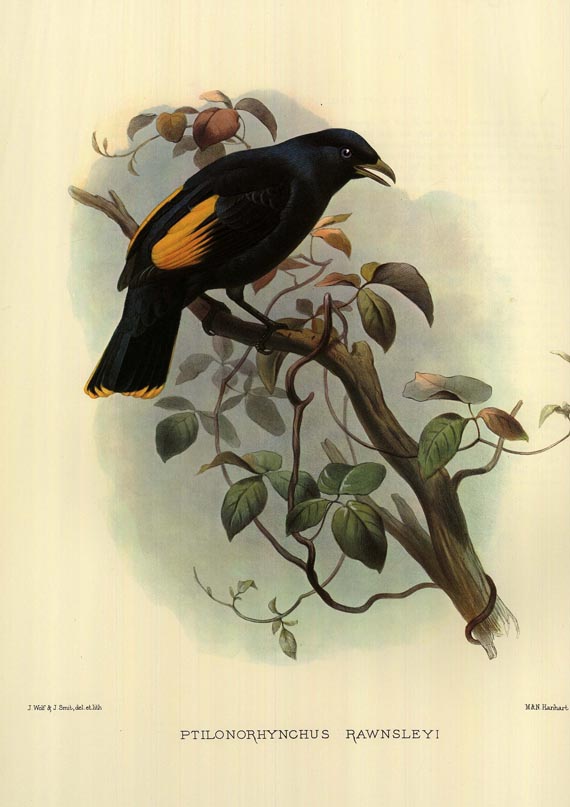 Daniel Giraud Elliot - Birds of Paradise. 1977