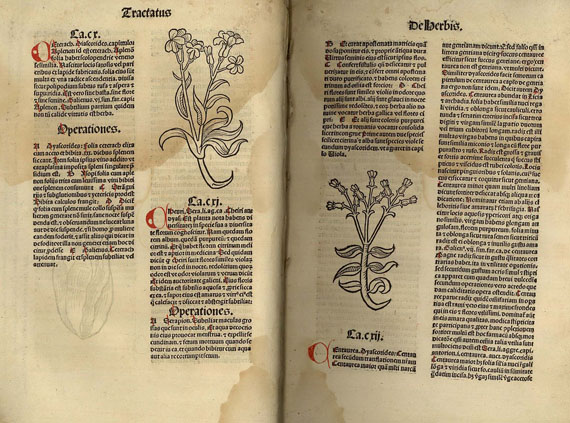   - Kräuterbuchfragment.