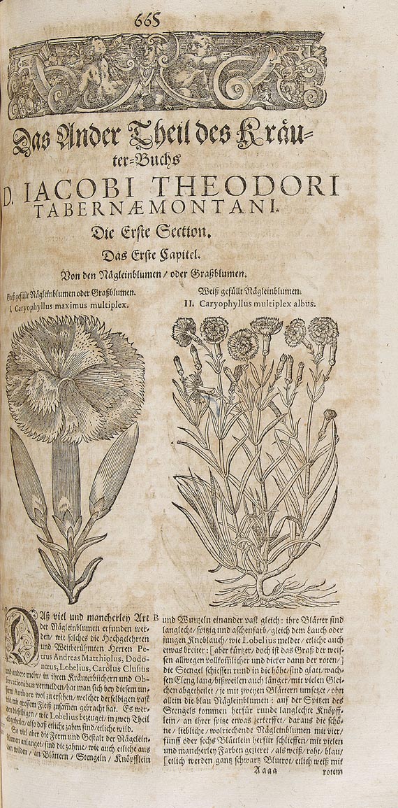 Jacobus Theodorus Tabernaemontanus - Neu volkommen Kräuter-Buch. 1687