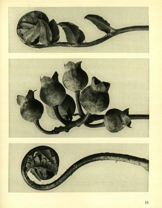 Karl Blossfeldt - La plante. 1928