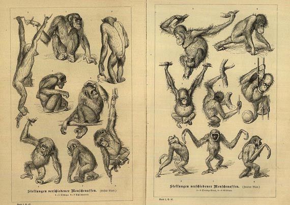 Alfred Edmund Brehm - Tierleben, 10 Bde. 1839. (12)