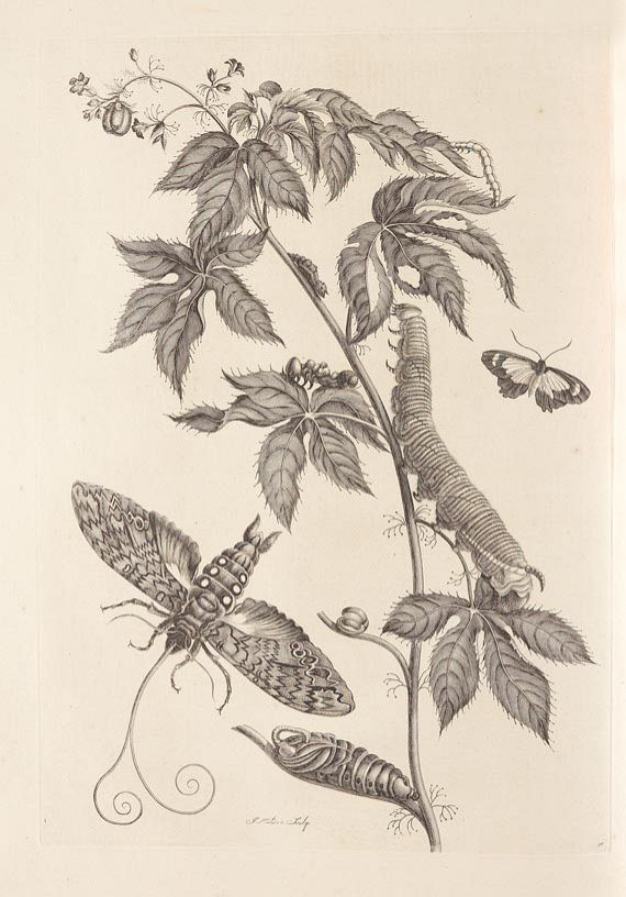 Maria Sibylla Merian - Surinaamsche Insecten. 1730 - Altre immagini