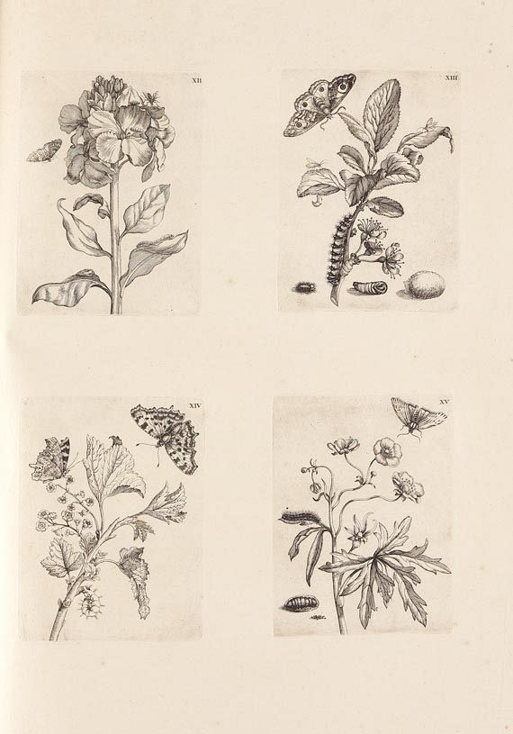 Maria Sibylla Merian - Surinaamsche Insecten. 1730 - Altre immagini