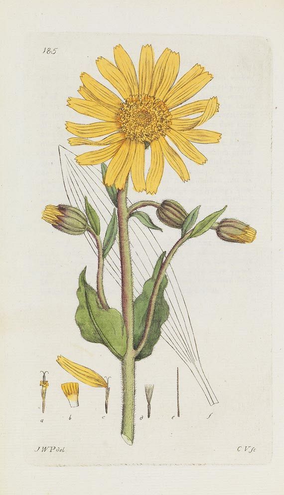 Johann Wilhelm Palmstruch - Svensk Botanik. 10 Bde. (von 11), 1802 - Altre immagini
