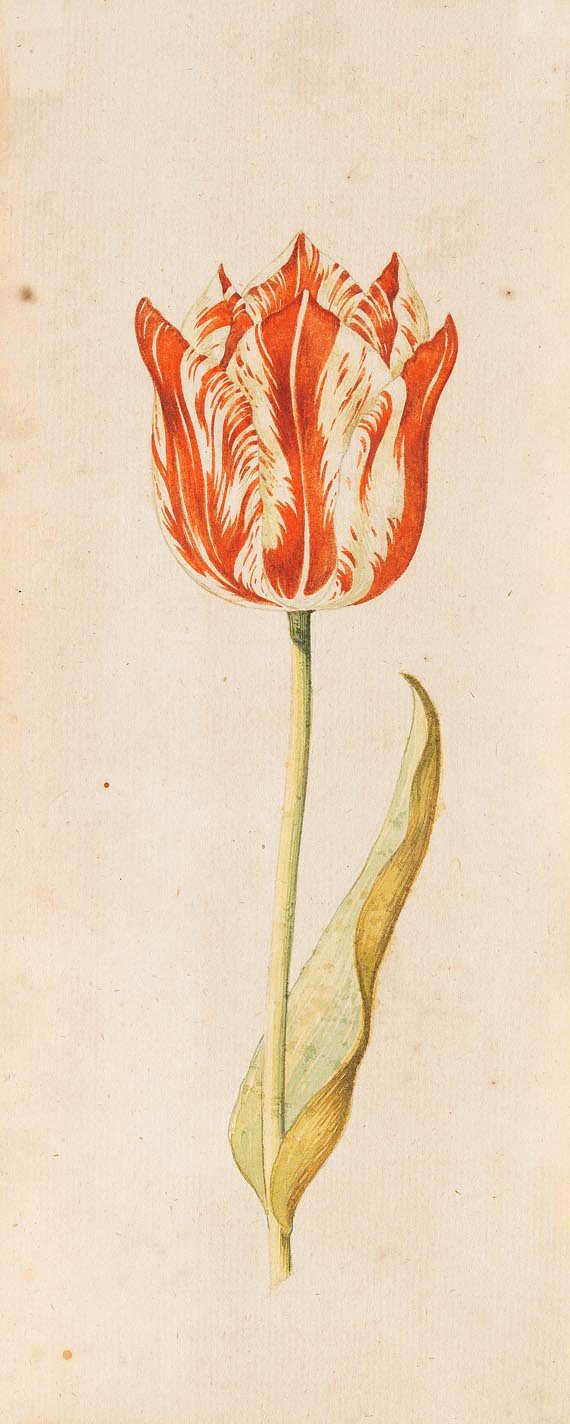 Anthony I Claesz. - Zugeschrieben - Tulpenstudie