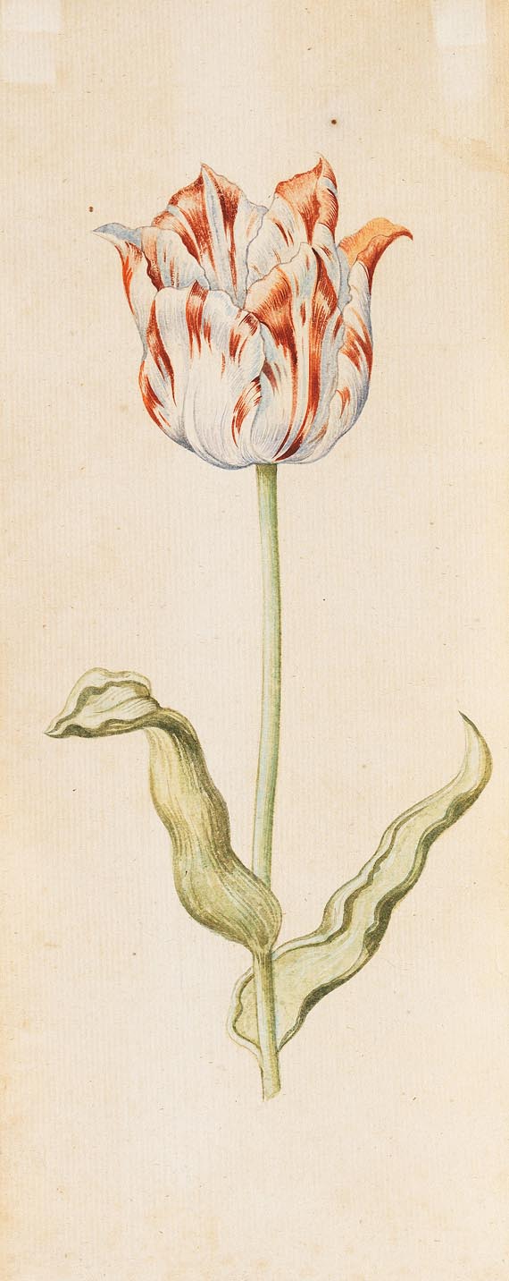 Anthony I Claesz. - Zugeschrieben - Tulpenstudie