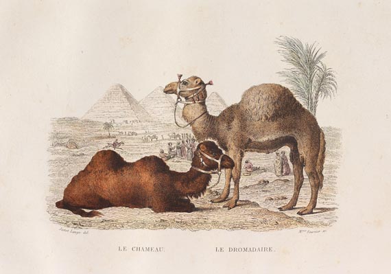 Georges Louis Leclerc comte de Buffon - Oeuvres complètes 8 Bde. 1844 - Altre immagini