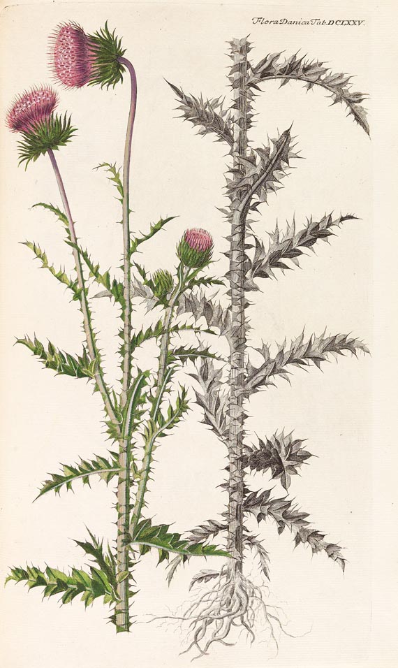 Georg Christian Oeder - Flora Danica, 1766, 29 Hefte in 15 Bdn. - Altre immagini