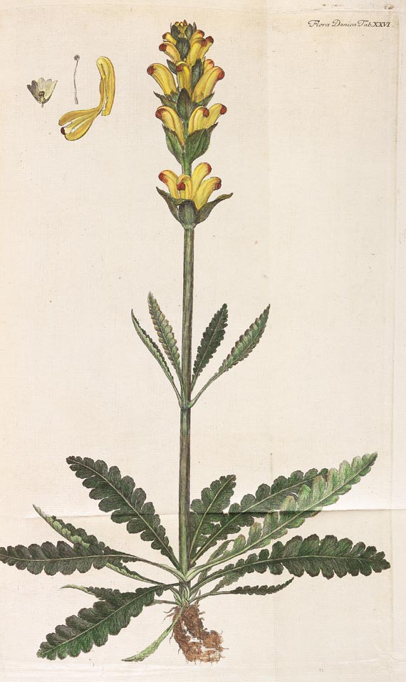 Georg Christian Oeder - Flora Danica, 1766, 29 Hefte in 15 Bdn. - Altre immagini