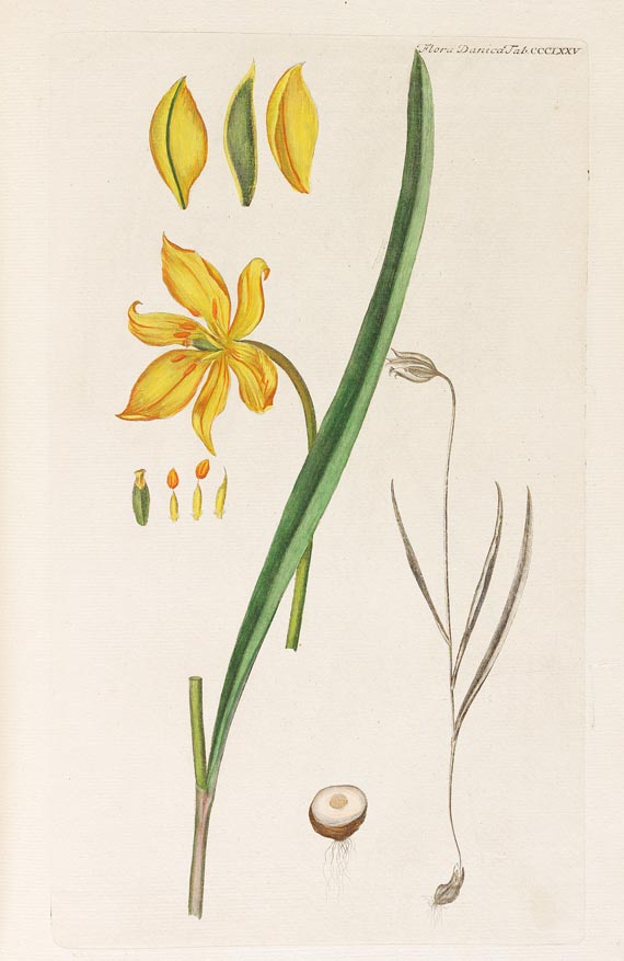 Georg Christian Oeder - Flora Danica, 1766, 29 Hefte in 15 Bdn. - Altre immagini