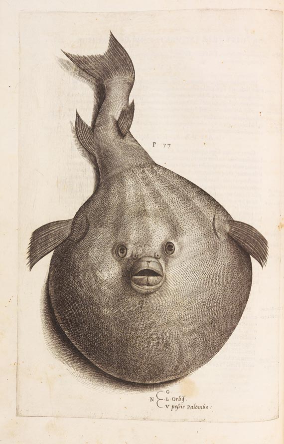 Ippolito Salviani - Aquatilium animalium (1554) - Altre immagini