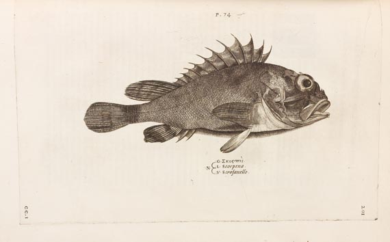 Ippolito Salviani - Aquatilium animalium (1554) - Altre immagini