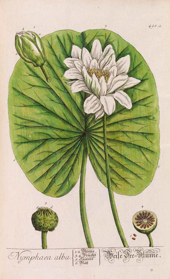   - Herbarium Blackwellianum. 6 Bde. 1750 - Altre immagini