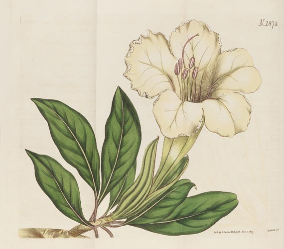 William Curtis - The botanical magazine, 1790-1838. Zus. 66 in 45 Bdn. - Altre immagini