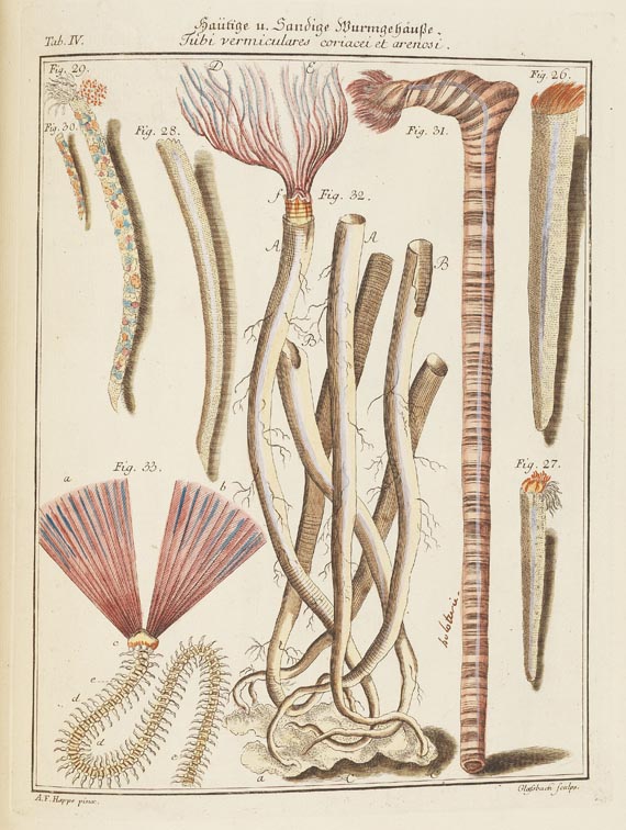 Friedrich Heinrich Wilhelm Martini - Conchylien-Cabinet. 1769-1829. 12 Bde. - Altre immagini