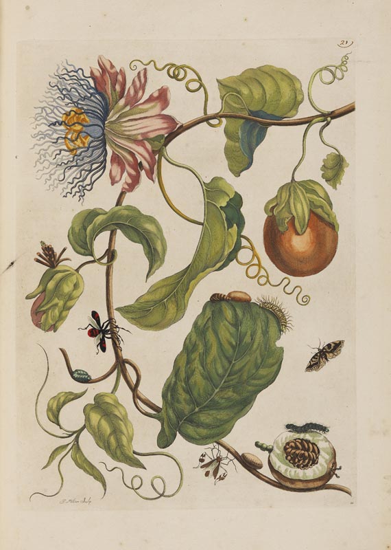 Maria Sibylla Merian - Surinaamsche Insecten. Amsterdam 1730. - Altre immagini