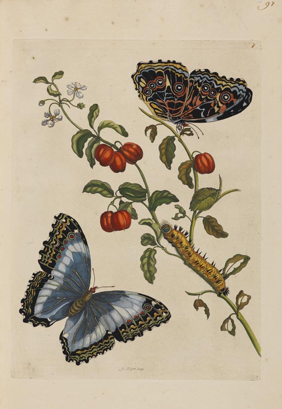 Maria Sibylla Merian - Surinaamsche Insecten. Amsterdam 1730. - Altre immagini