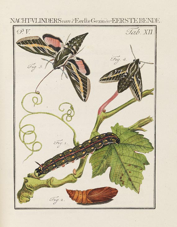 Jan Christiaan Sepp - Nederlandsche Insecten. 8 Bde. 1762-1860 - Altre immagini