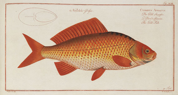 Marcus Elieser Bloch - Oecon. Naturgeschichte der Fische/d. ausländ. Fische. 5 Text- u. 4 Tafelbde. Zus. 9 Bde. 1782-87. - Altre immagini