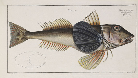 Marcus Elieser Bloch - Oecon. Naturgeschichte der Fische/d. ausländ. Fische. 5 Text- u. 4 Tafelbde. Zus. 9 Bde. 1782-87. - Altre immagini
