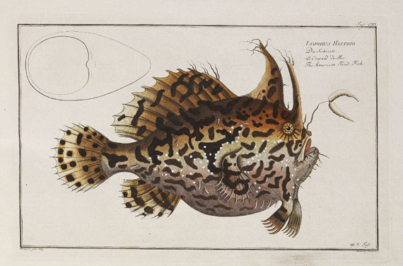 Marcus Elieser Bloch - Oecon. Naturgeschichte der Fische/d. ausländ. Fische. 5 Text- u. 4 Tafelbde. Zus. 9 Bde. 1782-87. - Altre immagini