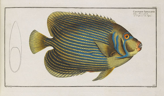 Marcus Elieser Bloch - Oecon. Naturgeschichte der Fische/d. ausländ. Fische. 5 Text- u. 4 Tafelbde. Zus. 9 Bde. 1782-87. - Altre immagini