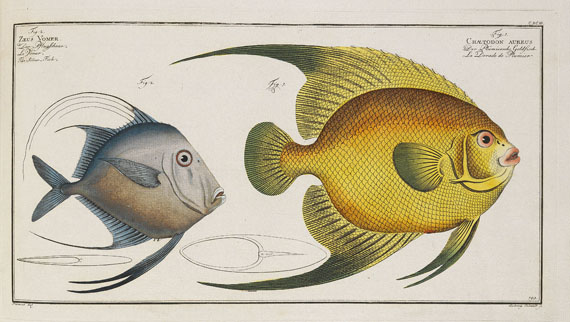 Marcus Elieser Bloch - Oecon. Naturgeschichte der Fische/d. ausländ. Fische. 5 Text- u. 4 Tafelbde. Zus. 9 Bde. 1782-87. - Altre immagini