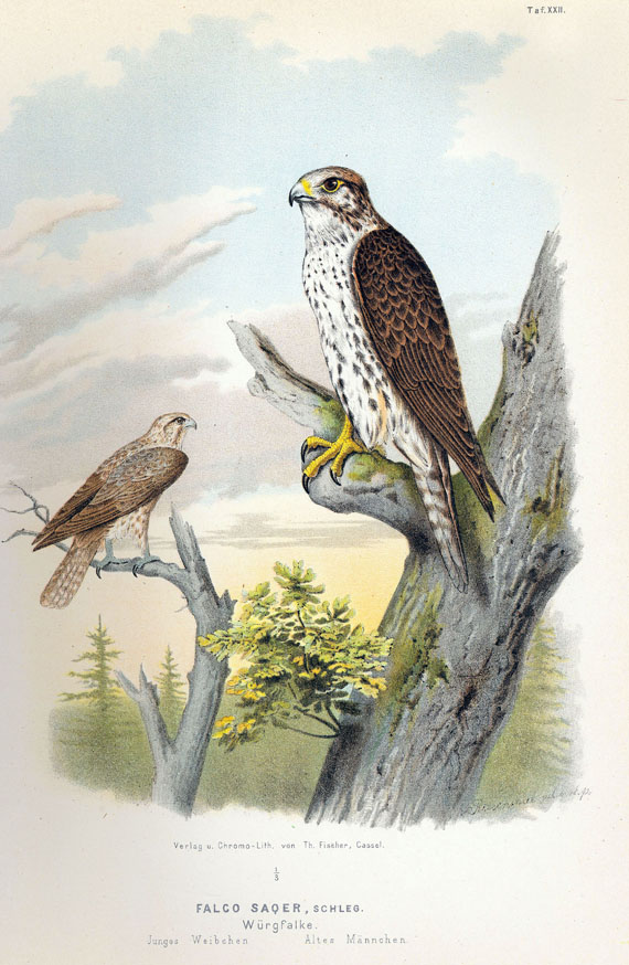 Otto von Riesenthal - Raubvögel Deutschlands. 1894.
