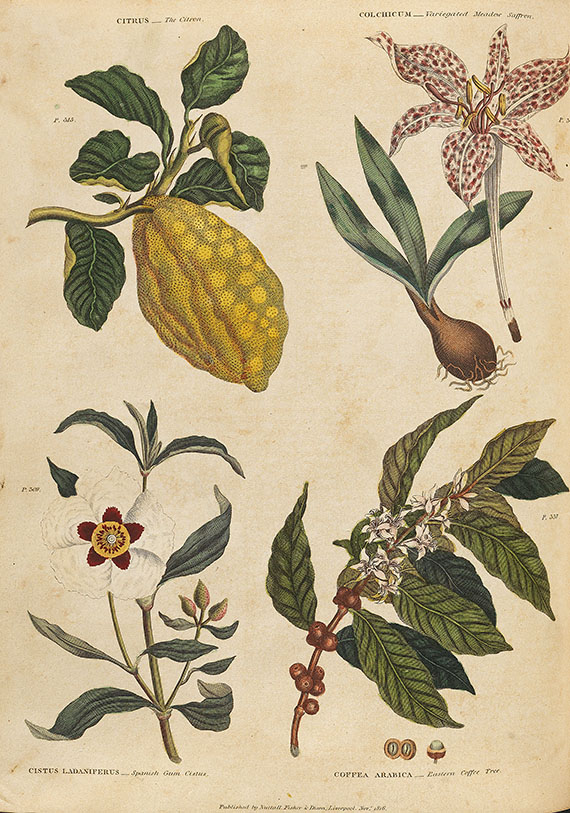 Thomas Green - Universal herbal. 2 Bde. 1824 - Altre immagini