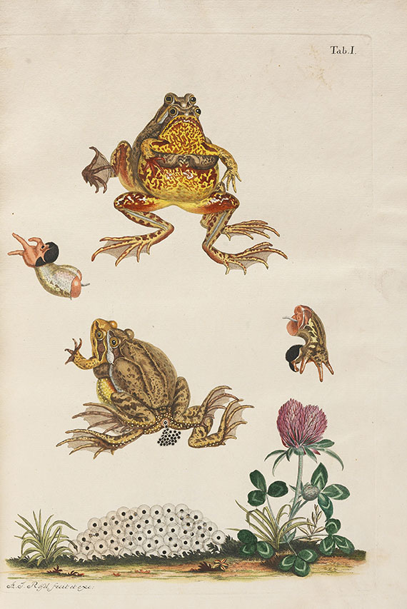 August J. Rösel von Rosenhof - Historia naturalis. 1758 - Altre immagini