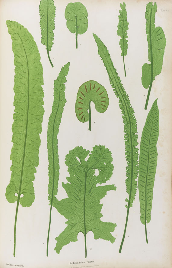 Thomas Moore - The Ferns. 1855 - Altre immagini