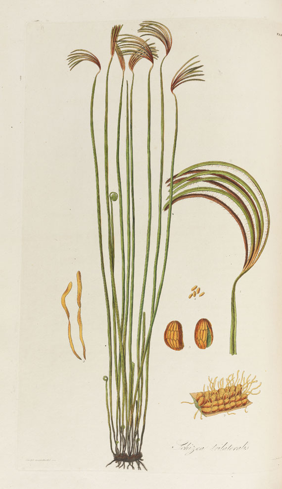 William Jackson Hooker - History of Ferns. 2 Bde. 1831 - Altre immagini
