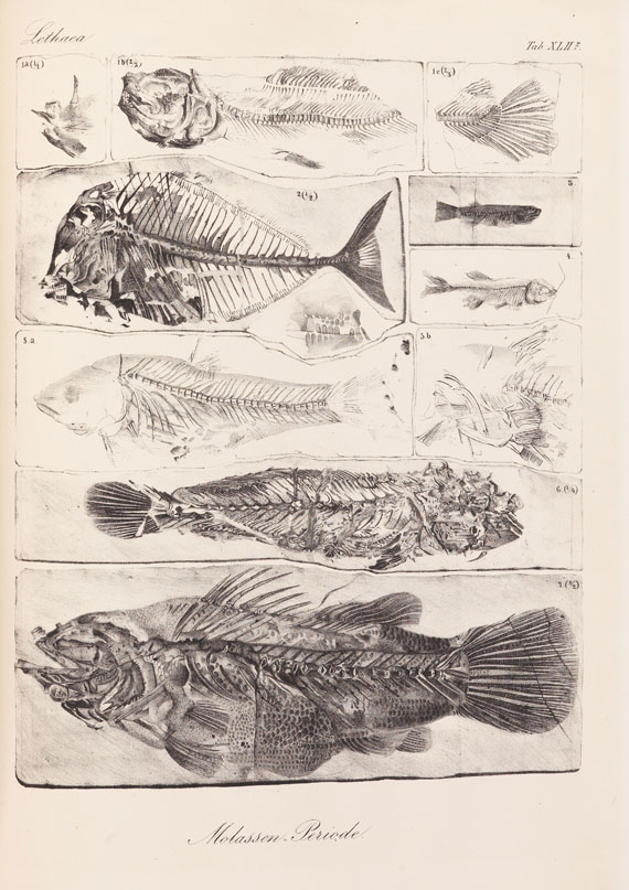 Heinrich Georg Bronn - Atlas Lethaea Geognostica 1850 - 1856