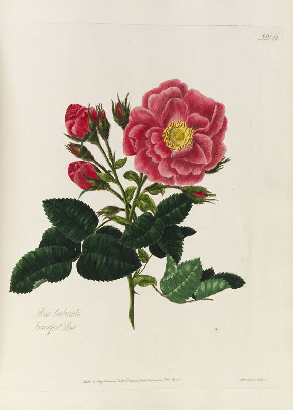 Mary Lawrance - A collection of roses. 1799. - Altre immagini