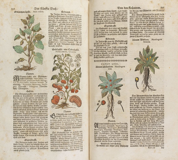 Theodor Zwinger - Theatrum botanicum. 1696. - Altre immagini