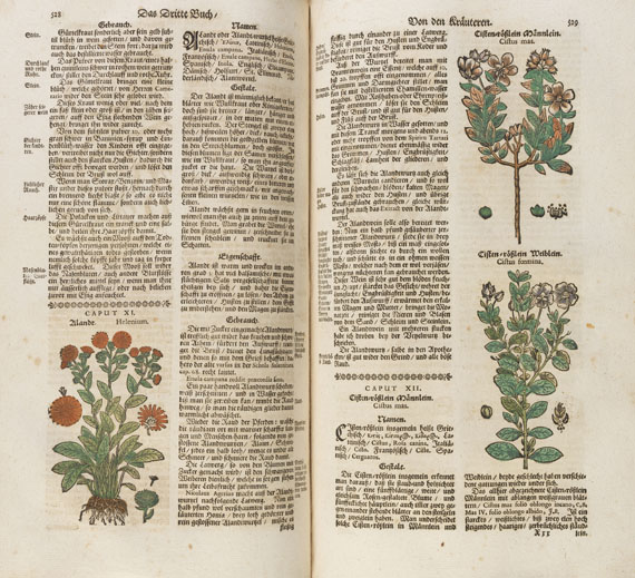 Theodor Zwinger - Theatrum botanicum. 1696.