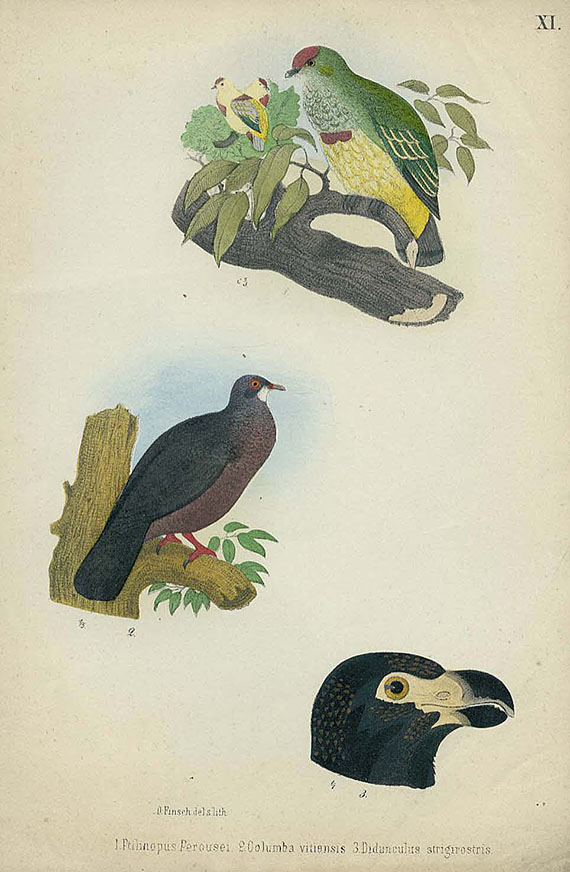 Otto Finsch - Beitrag zur Fauna Centralpolynesiens. 1867