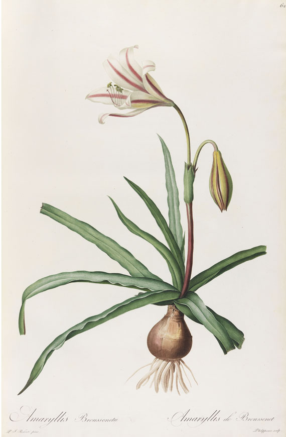 Pierre Joseph Redouté - Liliacées. 8 Bde. 1802-16. - Altre immagini