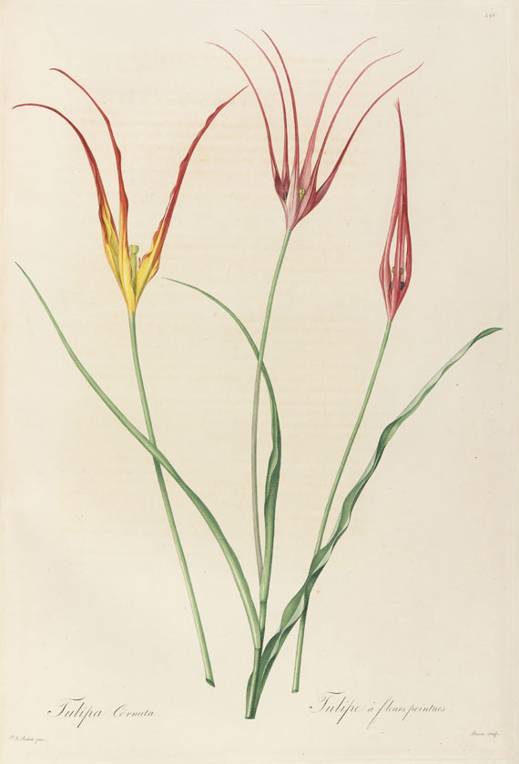 Pierre Joseph Redouté - Liliacées. 8 Bde. 1802-16. - Altre immagini