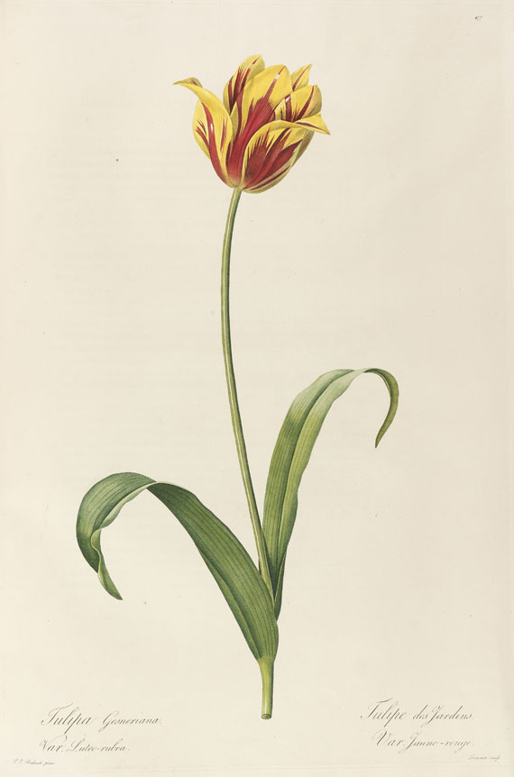 Pierre Joseph Redouté - Liliacées. 8 Bde. 1802-16. - Altre immagini