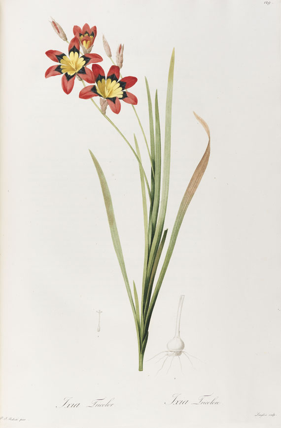 Pierre Joseph Redouté - Liliacées. 8 Bde. 1802-16. - Altre immagini