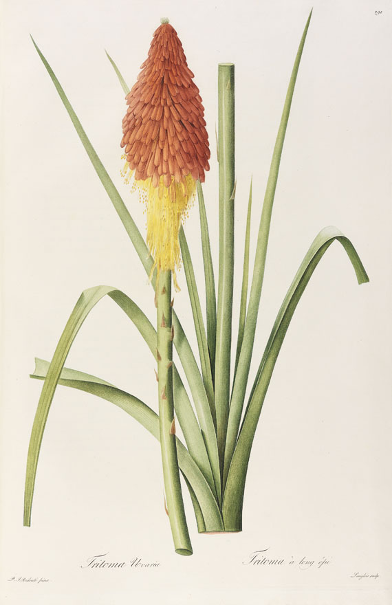 Pierre Joseph Redouté - Liliacées. 8 Bde. 1802-16. - Altre immagini