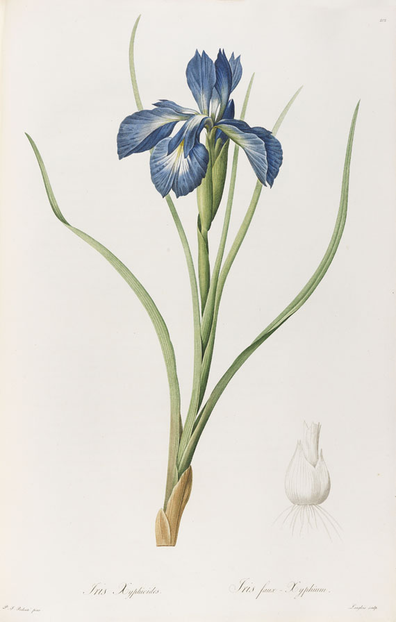 Pierre Joseph Redouté - Liliacées. 8 Bde. 1802-16. - Altre immagini