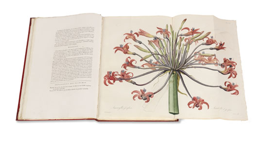 Pierre Joseph Redouté - Liliacées. 8 Bde. 1802-16. - Altre immagini