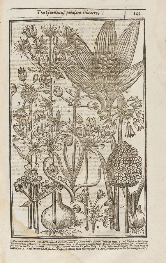 John Parkinson - Paradisi in Sole. 1629 - Altre immagini