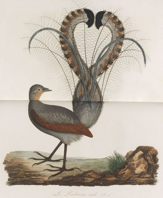 Jean Baptiste Audebert - Oiseaux dorés ou reflets métalliques. 1802. 2 Bde.. - Altre immagini