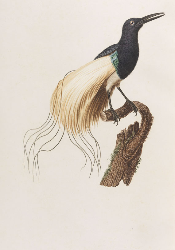 Jean Baptiste Audebert - Oiseaux dorés ou reflets métalliques. 1802. 2 Bde.. - Altre immagini